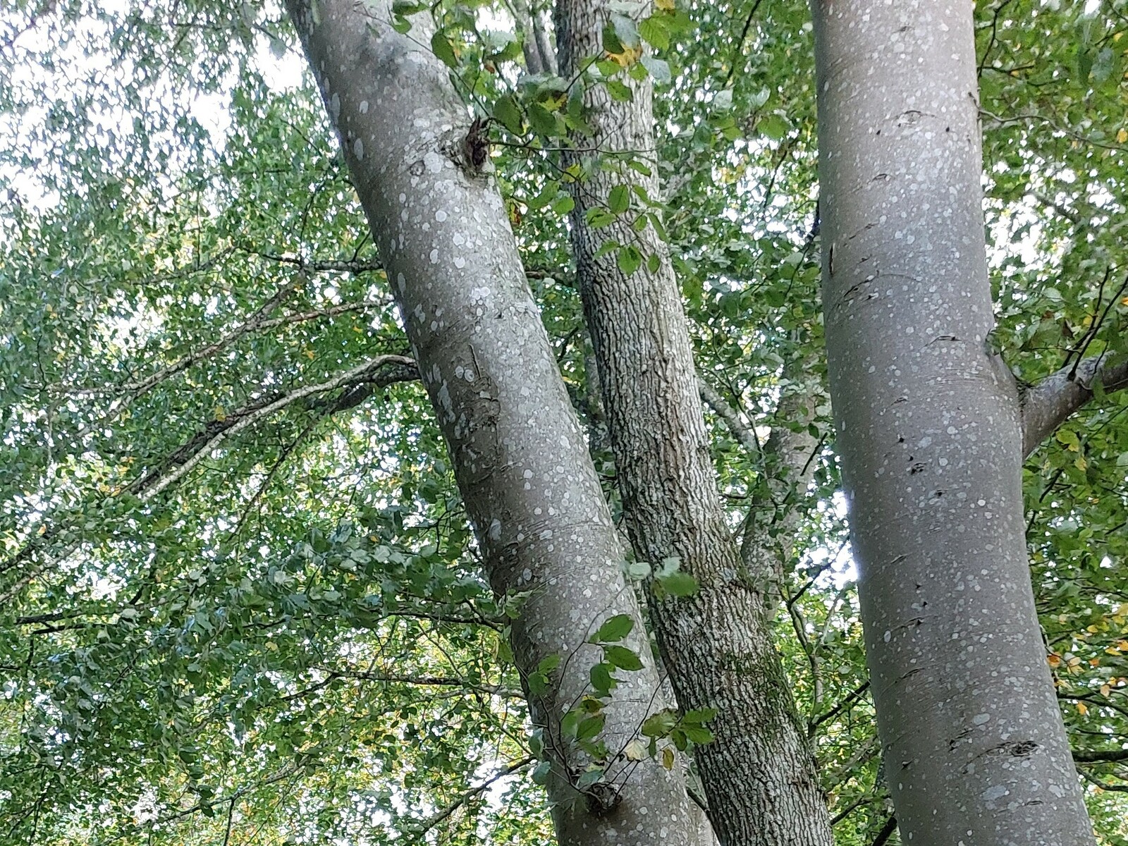 Rando Forêt de Perseigne