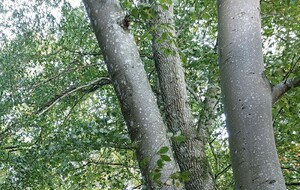 Rando Forêt de Perseigne