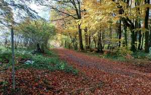 Rando forêt d'Ecouves